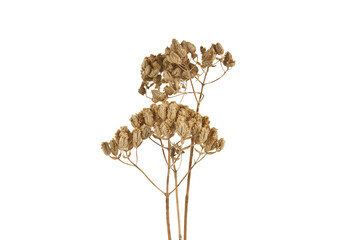dried thyme tree isolated on white background