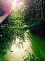walkway bridges covered in water hyacinth 