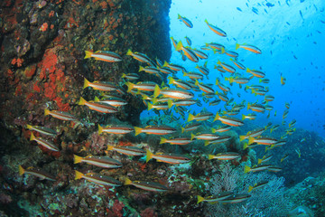 Fototapeta na wymiar Fish and Coral Reef underwater