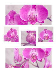 Pink orchids