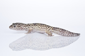 Leopard Gecko on white background
