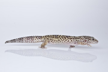 Leopard Gecko on white background