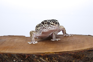 Leopard Gecko on wood with white background