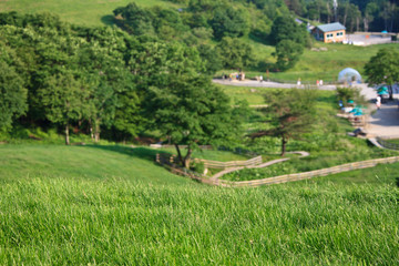 대관령 양떼목장