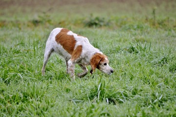 Chien de chasse.