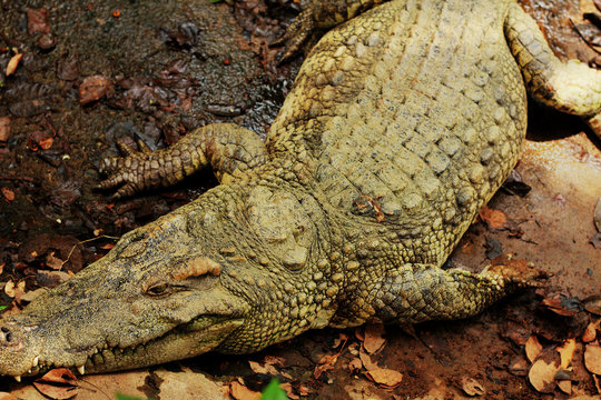 Crocodile in the nature