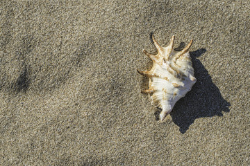 Fototapeta na wymiar Shells on the beach