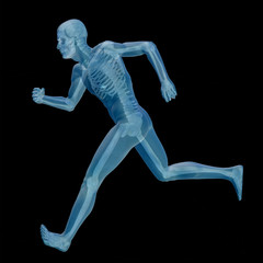 3D human male anatomy isolated