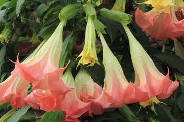 Fleurs de Datura