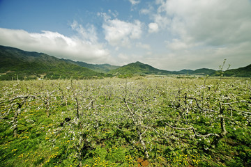 Obraz premium 영주