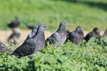 Pigeons in the Green Grass