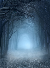 Road in the blue foggy forest