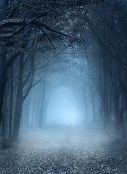 Fototapeta Road in the blue foggy forest