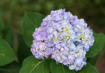 purple hydrangea flower