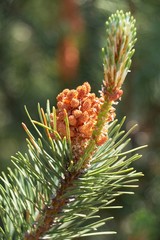 Male cones of pine tree