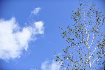 Obraz premium 하늘목장