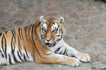 Fototapeta na wymiar Siberian Tiger in his Territory