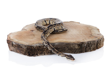 Python on the wood isolated white background