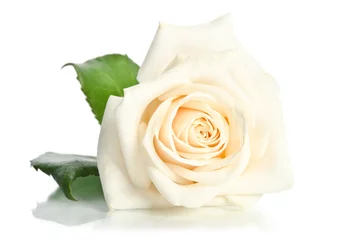 Poster Roses rose isolé sur fond blanc
