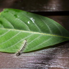 Hairy caterpillar on a leaf