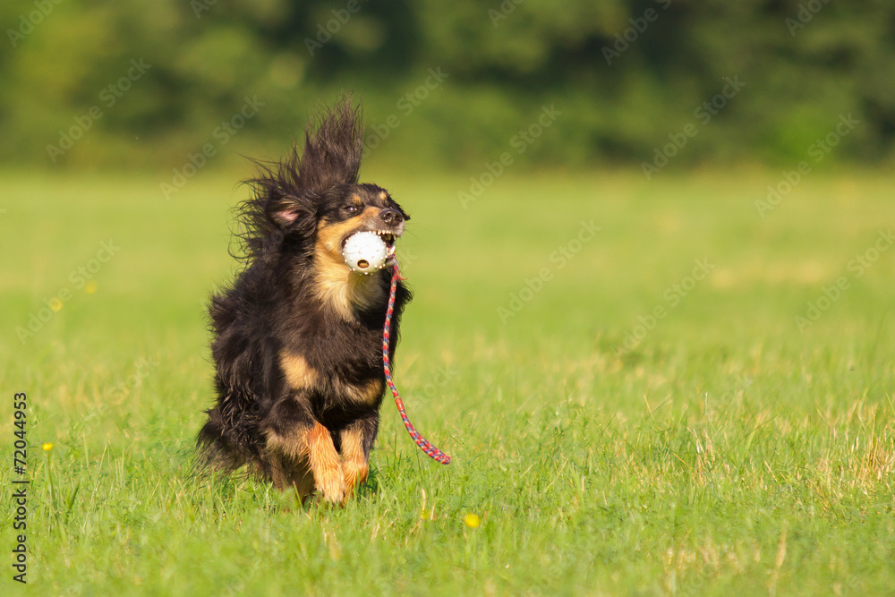 Poster Hund in Action