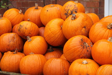 A Display of Freshly Picked Bright Orange Pumpkins.