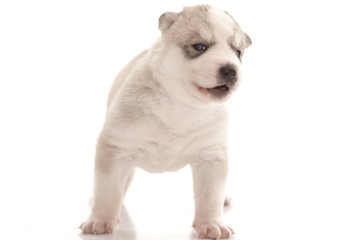 siberian husky puppy