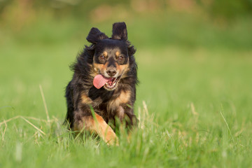 Hund in Action