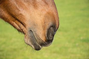 A winning nose