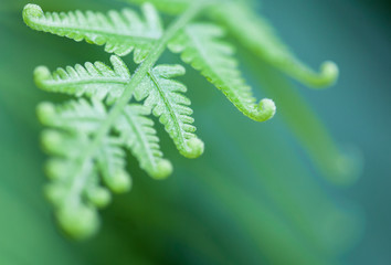 fern with shallow depth of field on gradient background