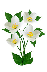 Obraz premium jasmine white flower isolated on white background