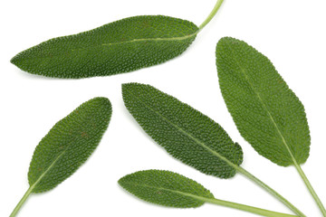 Fresh Sage leaves