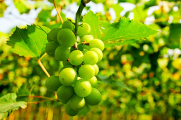 Green grapes