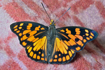 Fototapeta na wymiar Butterfly (Sephisa dichroa) 16