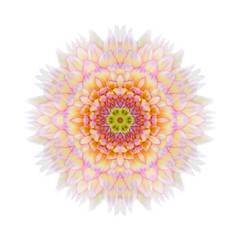 Pink Concentric Chrysanthemum Mandala Flower Isolated