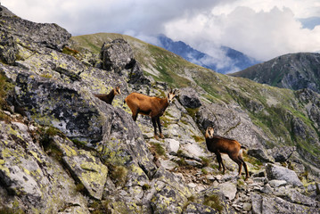 Three mountain goats in the Tatra Mountains - 72047726