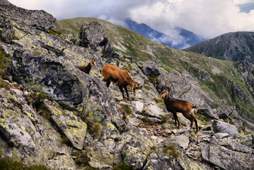 Three mountain goats in the Tatra Mountains - 72047728
