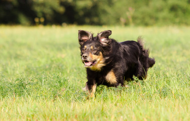 Hund in Action