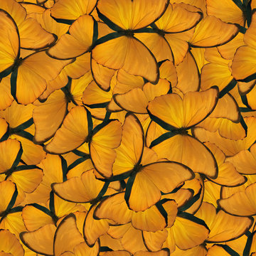 seamless background from gold morpho