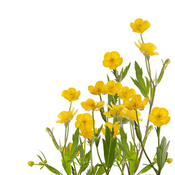 yellow buttercup flowers bunch on white