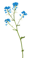 wild small blue flowers on white