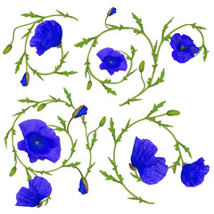 blue poppy flower ornament elements collection on white