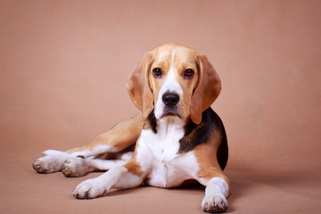 Beagle dog
