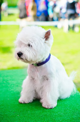 west highland terrier