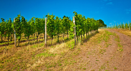 Fototapeta na wymiar vineyard in Tuscany, Italy