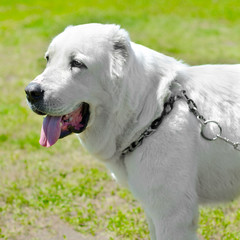 central asian shepherd