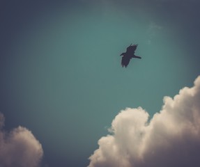 Fototapeta na wymiar Gorgeous bird flying in the sky