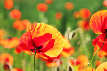 Fototapeta premium Meadow with beautiful bright red poppy flowers in spring