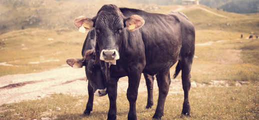 Cows Front View Rural Scene Vintage Effect