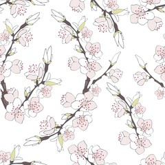 Cherry branch in blossom  isolated on white background.